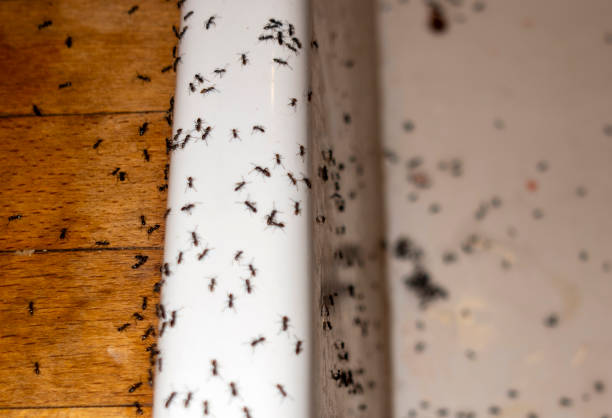 Best Residential Pest Control  in Taylors, SC