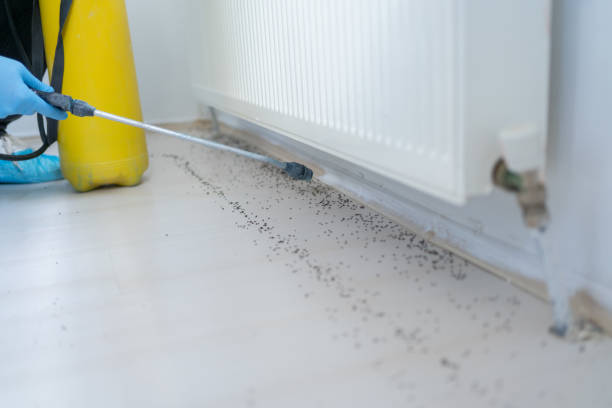 Best Mosquito Control Services  in Taylors, SC